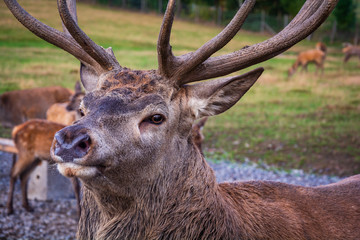 Obraz premium Deer Hirsch - Wild lebende Tiere
