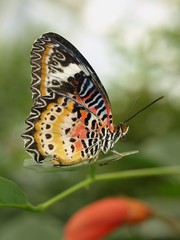Leopardennetzflügler - Asien