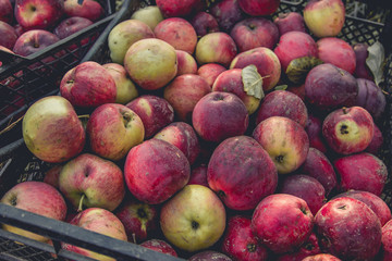 Harvest of red ripe apples.