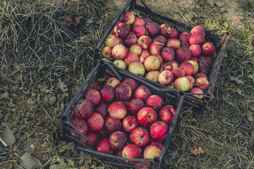 Apples in boxes. Harvest. Autumn harvest of apples.