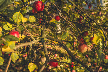 Apples on the tree. Last apples of the year.