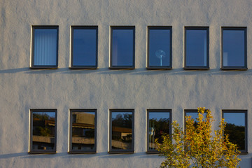 autumn color tree and leaves on city building facades