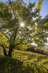 Vigne ed albero in controluce nel periodo autunnale