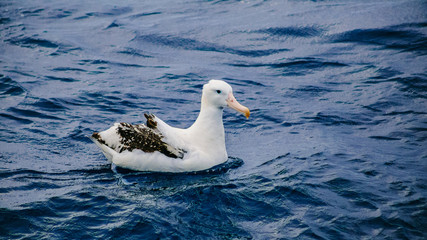 Wandering albatross (Diomedea exulans)