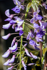 Wisteria. Flower of Wisteria sinensis. Purple branch of flower