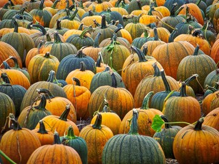 A Field of Pumpkins - Autumn Colors