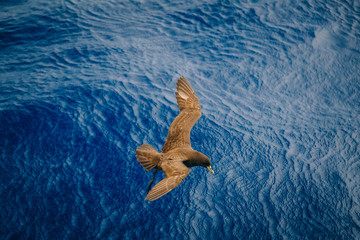 White-chinned petrel (Procellaria aequinoctialis)