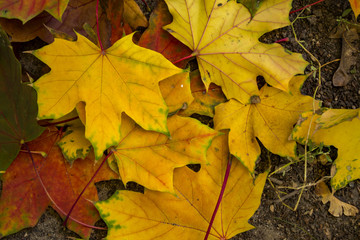 Naklejka na ściany i meble Beautiful autumn leaves of maple, close up.