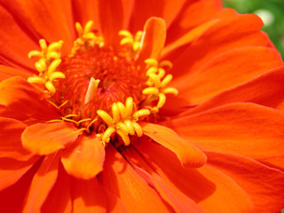 Zinnia elegans