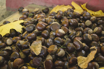 A lot of chestnuts. Chestnut background with maple leaf.