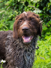 Fototapeta premium Dog in the Forest. Hunting Dog Drathhaart. 