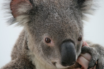 Koala holding human hand