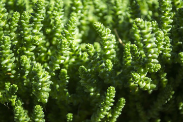 Green succulents pattern. Natural background.	