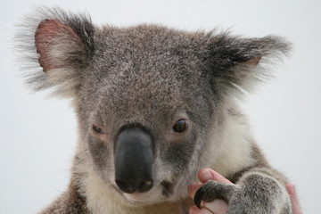 Koala portrait close-up