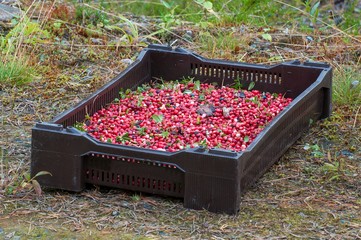 Ripe red berries of a cowberry in a brown plastic box lie on a grass.