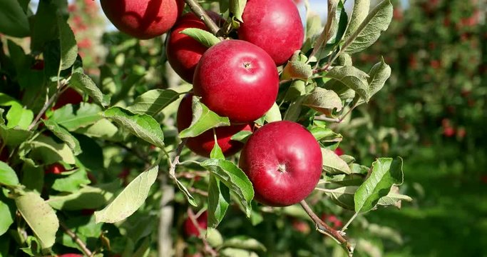 Apple on tree/Fruit/Nature