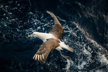 Shy albatross (Thalassarche cauta)
