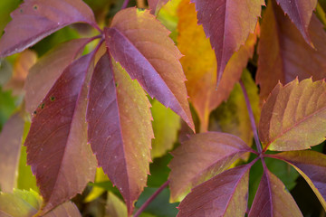 Colorful autumn leaves. Natural autumn pattern.