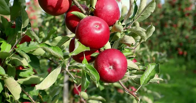 Apple on tree/Fruit/Nature