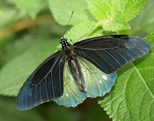 Großer Mormone - Asien