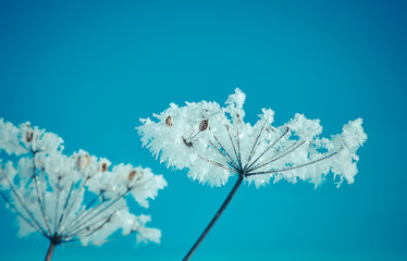 Crystal snow-flowers against the blue sky.