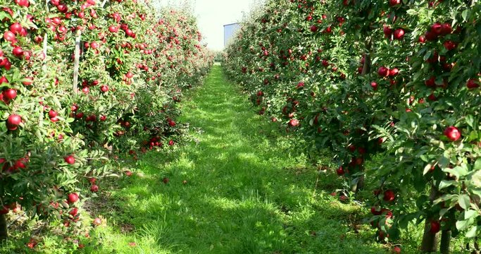 Apple on tree/Fruit/Nature
