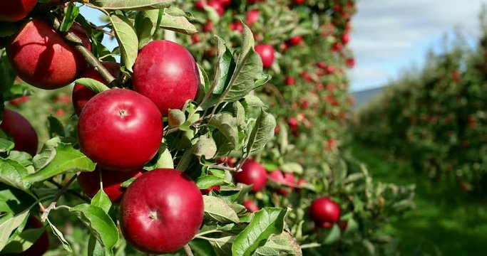 Apple on tree/Fruit/Nature