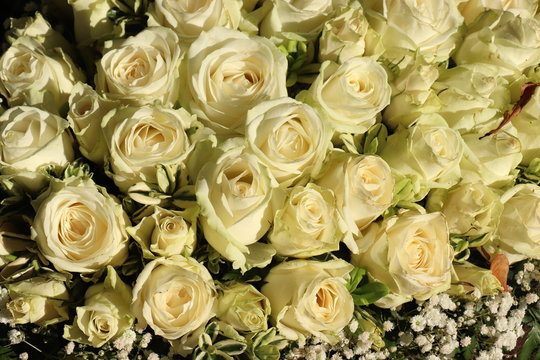 White roses and Gypsophila