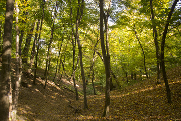 Fototapeta na wymiar Sunny autumn landscape at autumn.