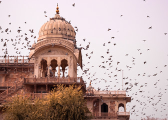 Pigeons crowding over the dome of Albert Hall