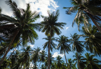 Fototapeta na wymiar Looking up palm tree. Palm trees on blue sky background with clouds. Palm grove.