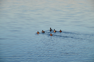 Ducks are swimming in the lake, autumn sunshine.