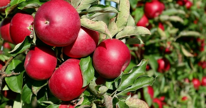Apple on tree/Fruit/Nature