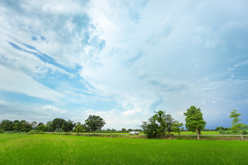 Green rice field in a cloudy day