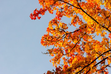 Branch of autumn tree and blue sky on background.