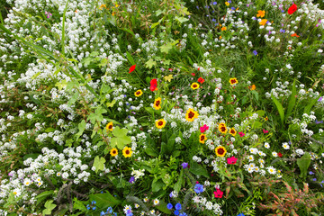 Field of colorful wild flowers.