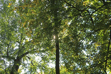 Sun through autumn foliage in the park