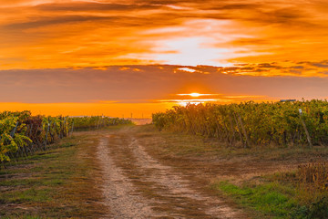 Sonnenuntergang über Weinbergen im Herbst, Deutschland, Rheinhessen