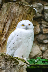 Fototapeta premium Grey owl in Moscow zoo