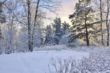 Beauty of winter nature -  frosty and snowy woodland landscape