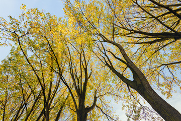 Tree tops with already yellowed leaves silhouetted against the blue sky