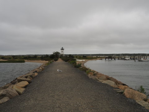 M&ouml;we und Blick zum Edgartown Lighthouse, Massachusetts