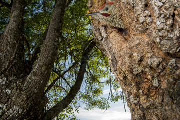 Green Woodpecker (Picus viridis), male feeding the chicks