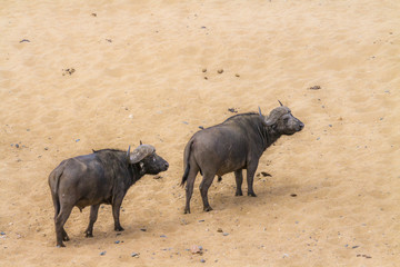 Fototapeta premium African buffalo in Kruger National park, South Africa ; Specie Syncerus caffer family of Bovidae