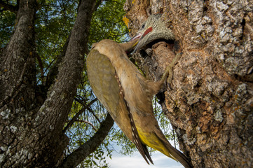 Green Woodpecker (Picus viridis), male feeding the chicks