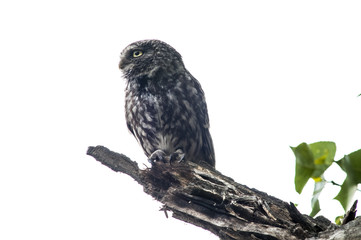 Little owl (athene noctua), standing, high key, 