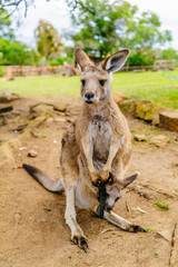 Naklejka na ściany i meble kangaroo & baby