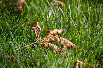 leaf on grass
