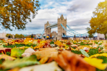 London im Herbst: buntes Laub auf einer Wiese vor der Tower Bridge bei Sonnenschein