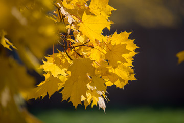Fototapeta na wymiar autumn maple